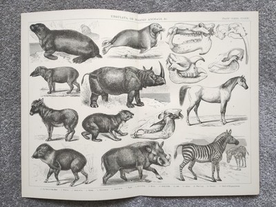 Examples of Hoofed Animals - Antique Print - 1875