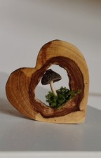 Herz Aus Holz Hohle Baumscheibe Pilzdeko DIY Dekoration Holzdeko Moos Apfelholz
