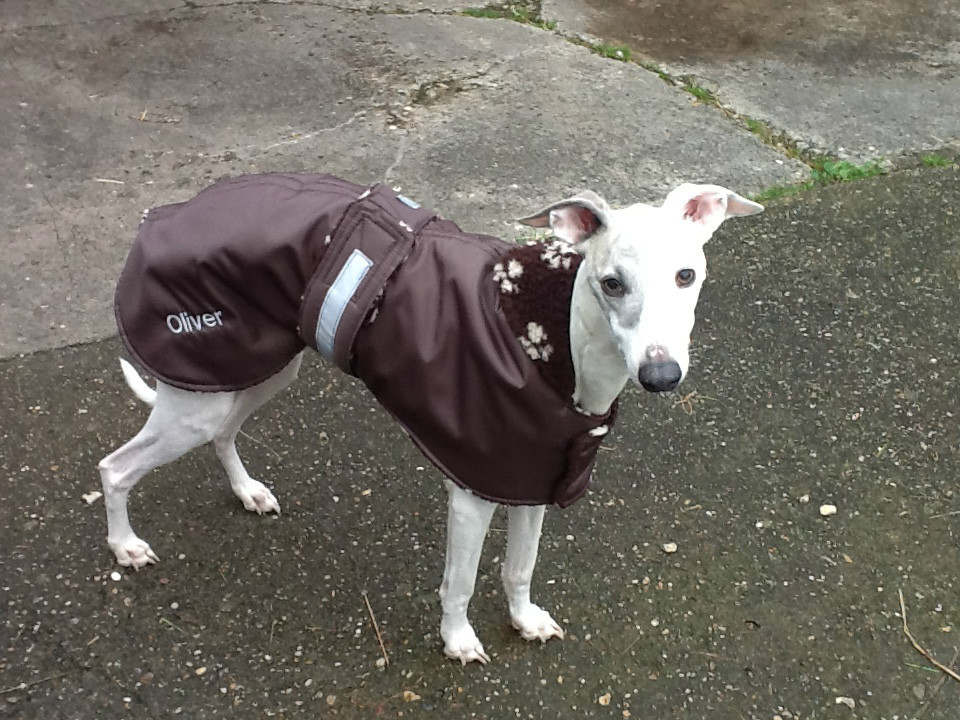 Dog Coat, Waterproof, Dog Jacket, Rug 21" to 26" made to measure. eBay