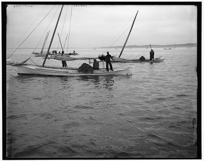 Photo:Oyster Dredging Sailboats Men Working on Water c1900s