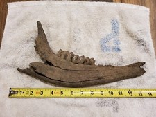 Large Bison Partial Mandible