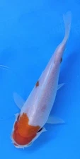 4-5” A Great Addition To Any Pond! KOHAKU  Live Koi Fish #217