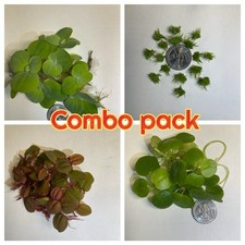 Mix 4 Kind Of Live Floating Aquarium Plants Combo Buy 2 Get 1 Free