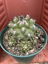 Cactus Copiapoa Cactis&Succulents for sale | eBay