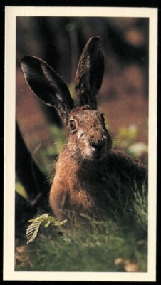 Tabakkarte, Doncella, BRITAINS NOCTURNAL WILDLIFE, 1987, Braunhase, #3