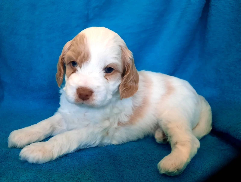 spoodle puppies for sale gumtree