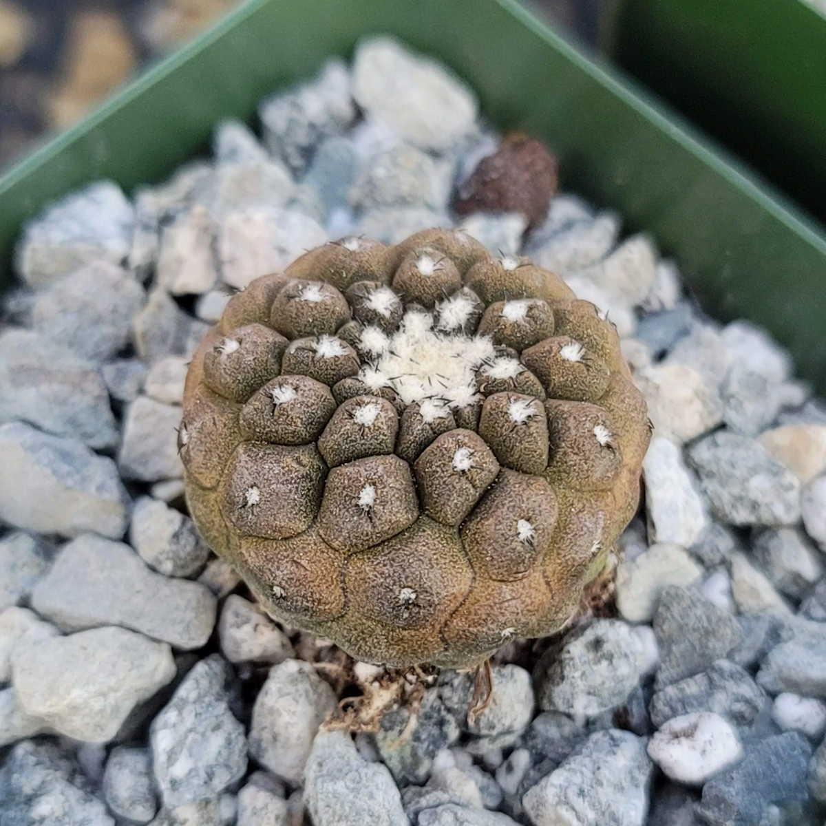 Copiapoa hypogaea 'Lizard Skin' cactus Cacti Succulent real live plant |  eBay
