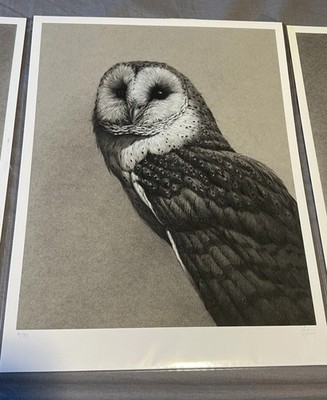 Vanessa Foley Birds Of Prey Barn Owl Art Print