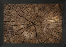 Wooden cut tree trunk Framed Wall Art Poster Canvas Print Picture