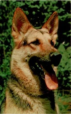 Boston, Tichnor Bros., Inc. Postcard