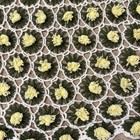 Grannycore Daisy Chain Afghan Handarbeit gehäkelt Überwurf Decke 60x48 