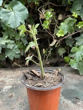 BlackBerry BlackBerry