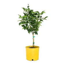 3 Container Meyer Lemon Semi Dwarf Evergreen Tree