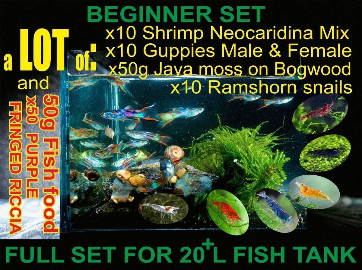 LOT of GUPPY TROPICAL FISH Shrimp Snails Fish food All in one