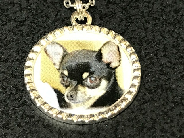 silver chihuahua puppies