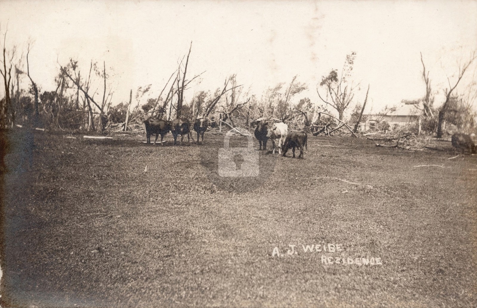 Windom MN 1909 Tornado Farm Destruction A J Wiebe Residence RPPC Postcard COPY