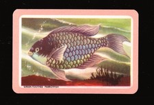1 SWAP PLAYING CARD WOOLWORTHS FISH ~ GREEN TOOTHED PARROT ~ RARE PINK BORDER