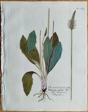 Wegerich Plantago + Vietz Kupferstich Botanik + 1800