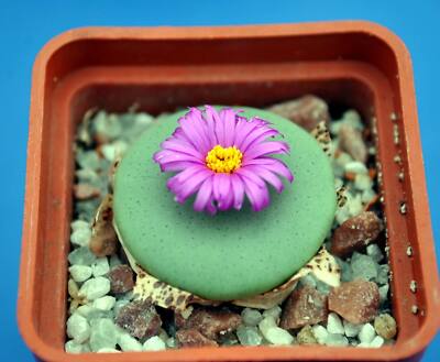 その他多肉植物 Conophytum wettsteinii SB2205 s-l400.jpg