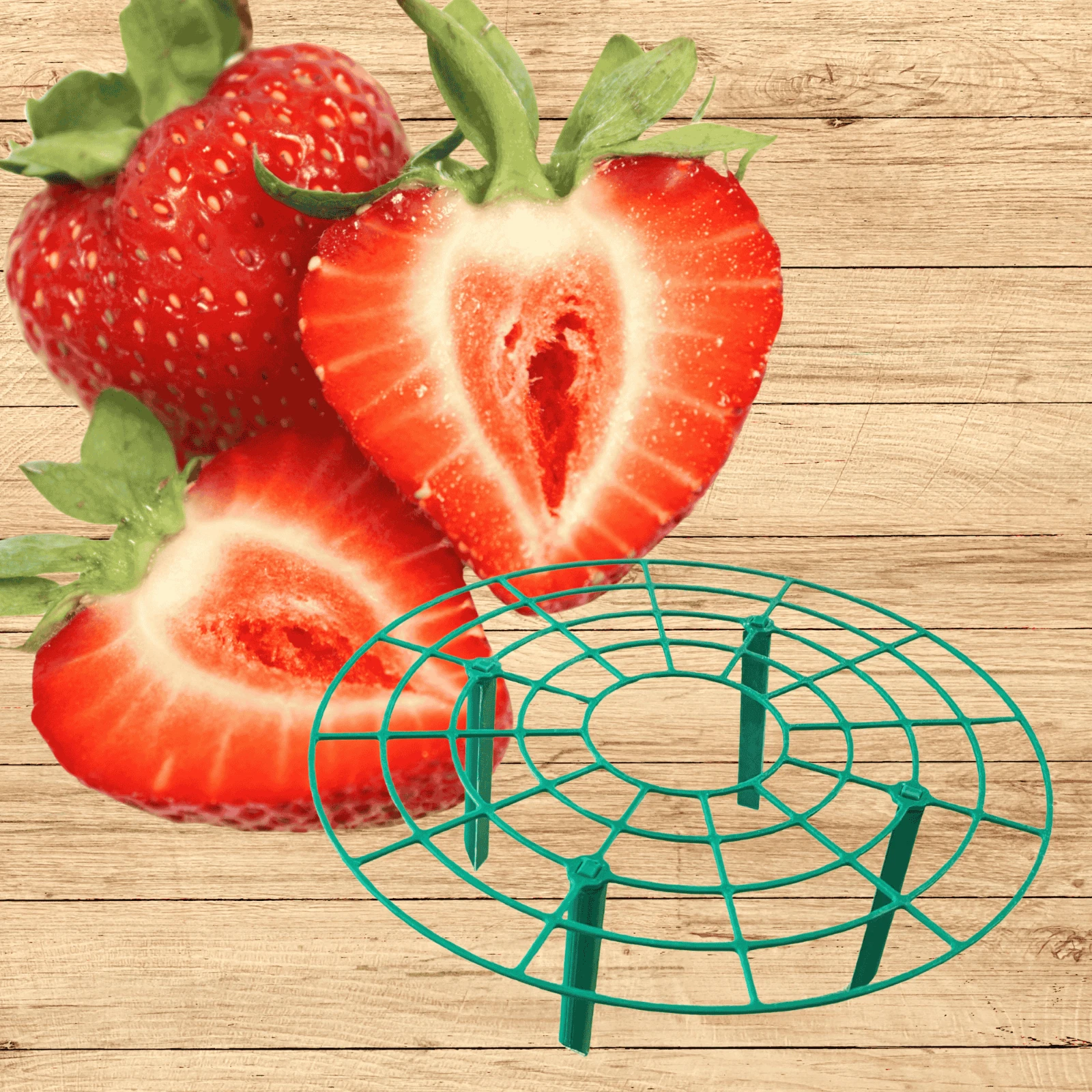 Everbearing Strawberry Plants with Green Supports – From Hand Picked Nursery