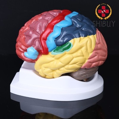 Life Size Human Brain Functional Area Model Anatomy for Model