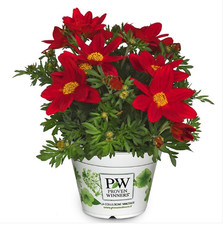 Bidens 'Nice 'n Spicy' 6 plug plants, container plant pre order
