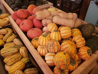 1,000 pounds of winter squash.  8 varieties. Local PICK UP -- READ DESCRIPTION--