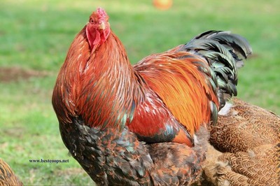 10+ Partridge Brahma Fertile Chicken Hatching Eggs Gentle Large Breed