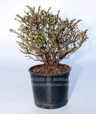 Cork Bark Hokkaido Dwarf Chinese Elm Pre-Bonsai Tree - 5 Inch Pot