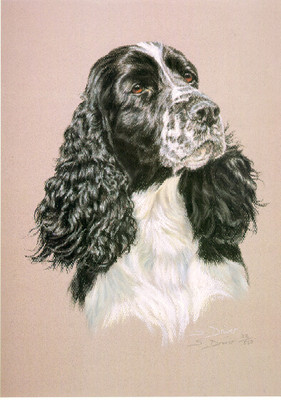 English Springer Spaniel Head Study Limited Edition Art Print by Sue ...