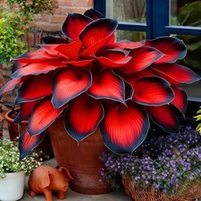 Hosta Seeds, 200 Blue Purple Red Hosta Seeds, Multi-Use Landscaping, Perennial.