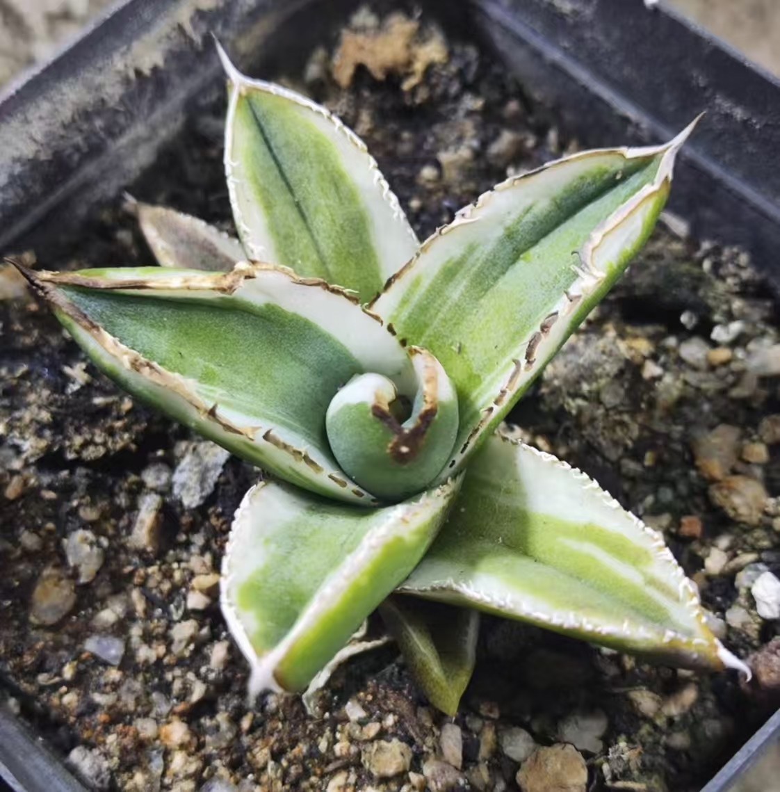 RareCacti Agave titanota “hawkeye ” Random Boutique Garden Decor