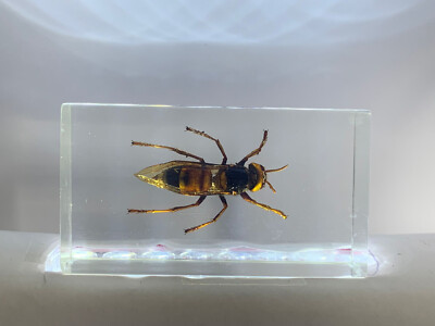 Riesenhornisse in Acrylblock / durchsichtiges Acryl / echte Käfer, Insekten 