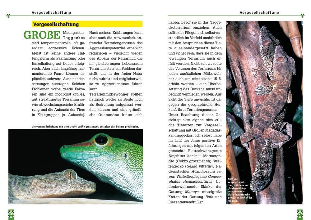 Thumbnail - Der Große Madagaskar-taggecko | Phelsuma Grandis | Ingo Kober |