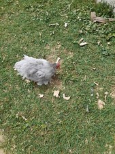 Uova Fertili Galline Mix (Marans,Oliver,Auracana,Cocincina) e Nostrane.