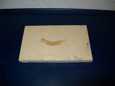 original Fisch Fossil Versteinerung  Sardine Solnhofen Altmühl #115