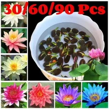 30-90Pcs/Seeds Lotus Mix Flower/Seed Hand Picked Aquatic Plants-Water Garden