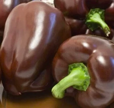 Sweet Chocolate Bell Pepper Seeds 50+ SEEDS  NON-GMO--BUY 4 ITEMS FREE SHIPPING