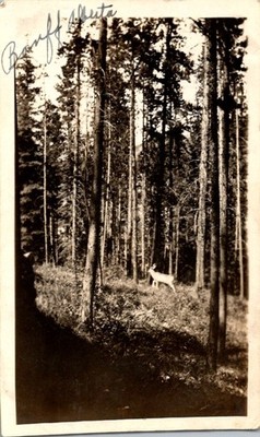 1940s Banff Alberta Deer Forest Silver Gelatin Print Light Leak B Graff