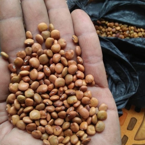 100++ Jicama Yam Bean Seedss (Pachyrhizus erosus) Mexican Turnip - Picture 8 of 9