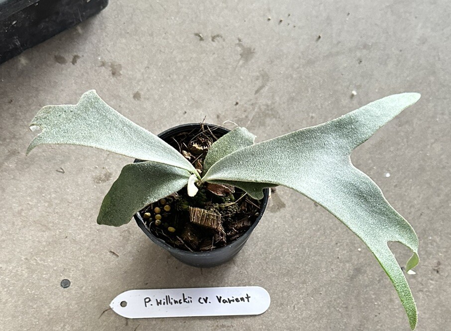 Platycerium Willinckii cv. Varient Staghorn Fern + Free