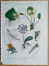 Trillium Primula - Large Original Botanical Print Drapiez Folio - 1833