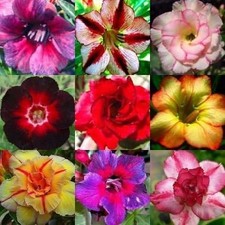 Adenium obesum Mixed Colours - Desert Rose Mixed Colours - 10 Seeds