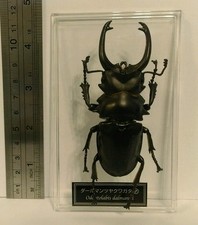 Deagostini 1:1 Odontolabis Dalmanni Male Stag Beetle Insect Figure