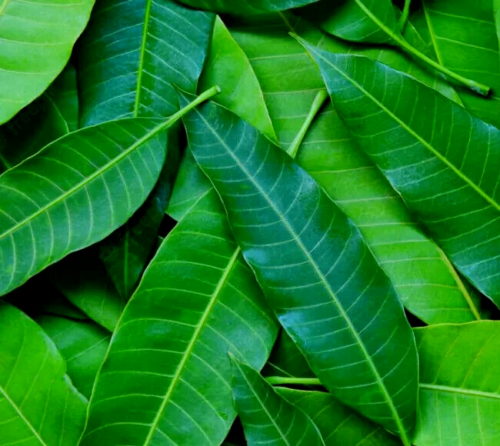 100% Organic Sundried Graviola Soursop Whole Leaves