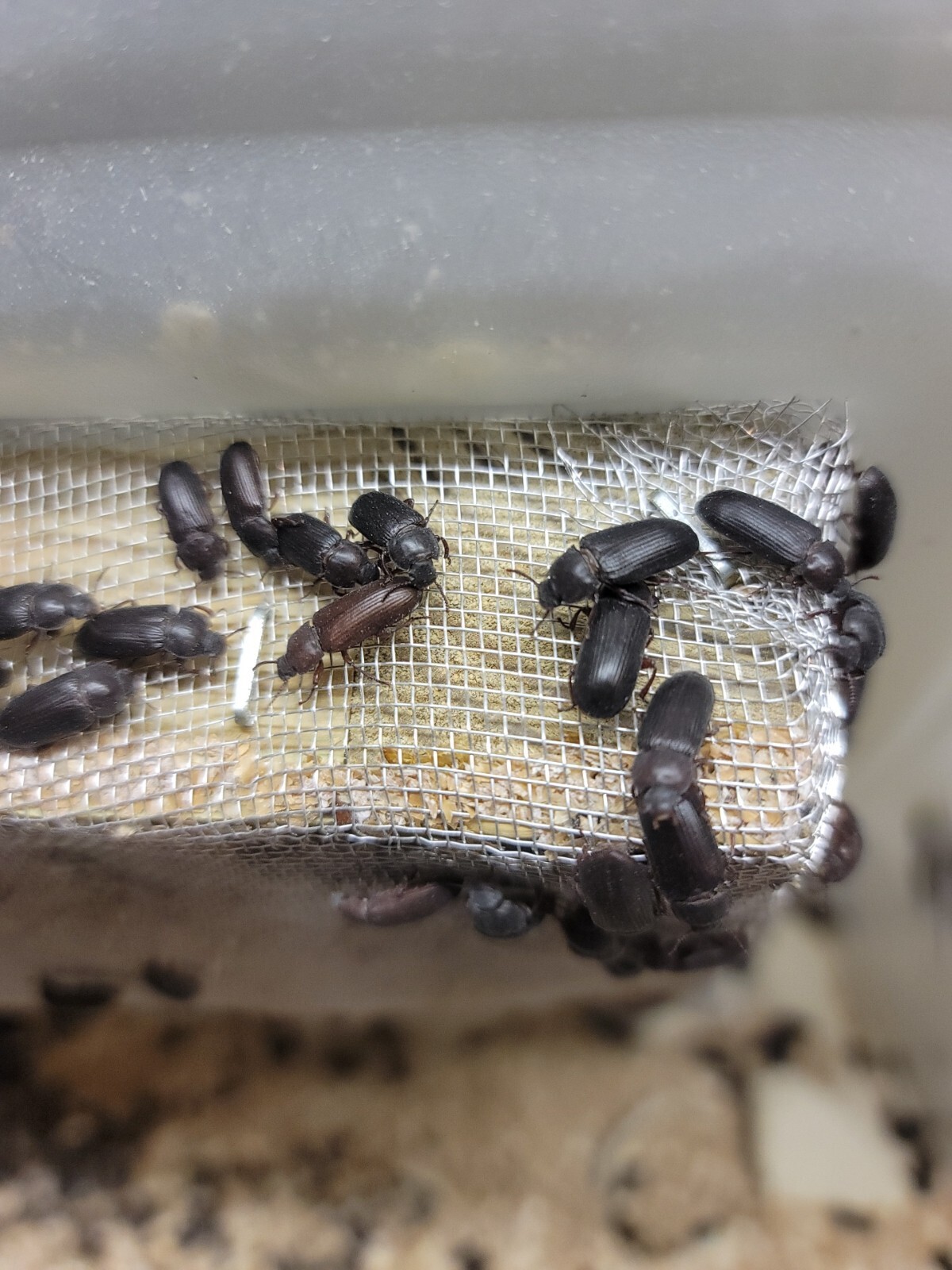 100+ Live, Darkling Mealworm BEETLES, Organically Grown. Great chickens