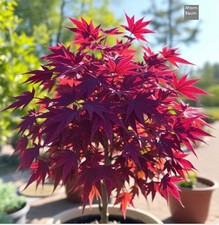 2 winterharter rost-roter Kugel-Ahorn exotische Pflanzen im für den Garten  