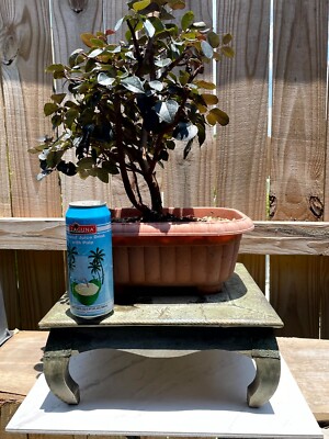 bonsai ficus ginseng Ficus Ginseng  Sculptural Indoor Bonsai Tree  Happy Houseplants