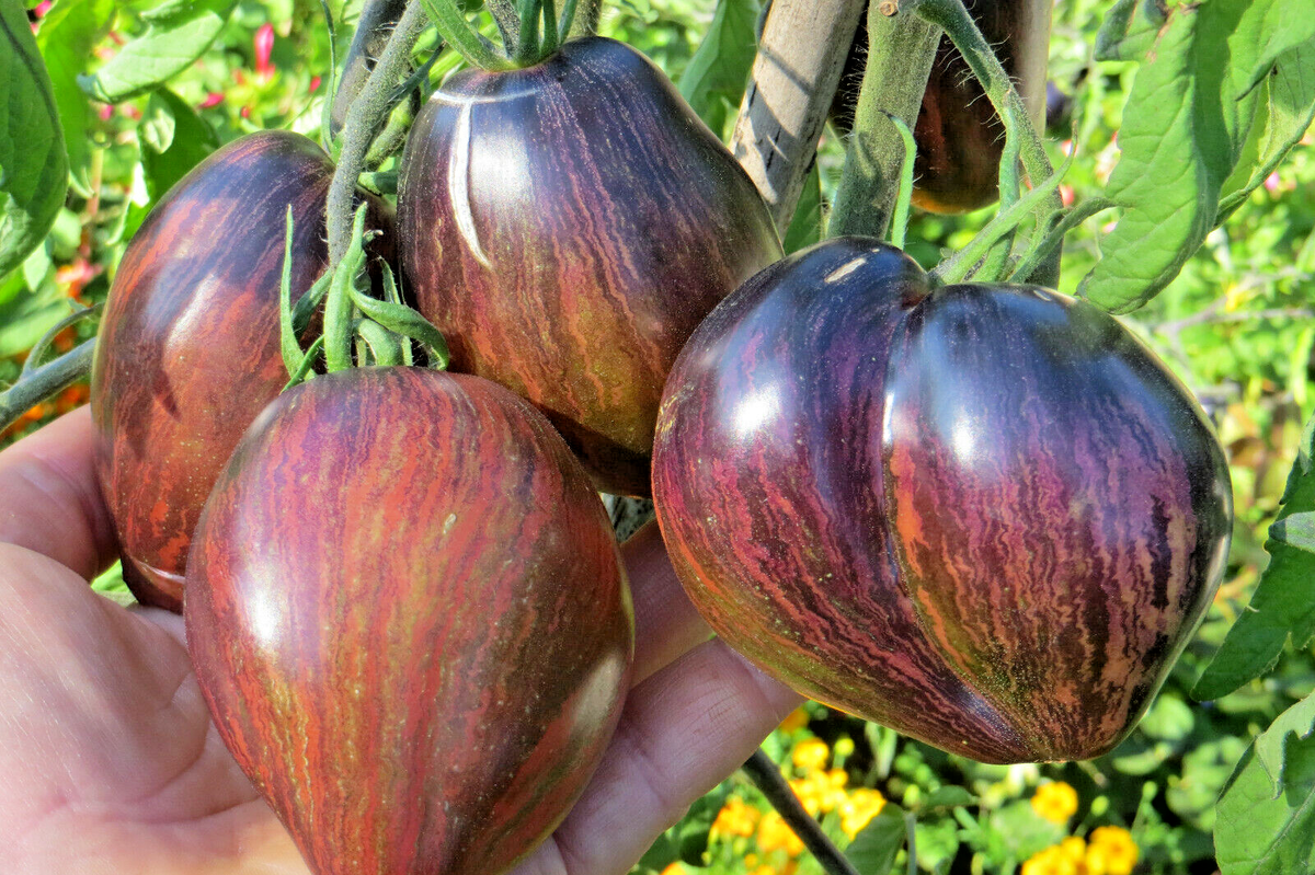 10 Graines De Tomate Rare Rebel Starfighter Prime Tomato Seeds Méth.bio | EBay - Foto 5