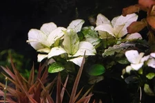 Anubias White Rose Live Aquarium Plants BUY 2 GET 1 FREE